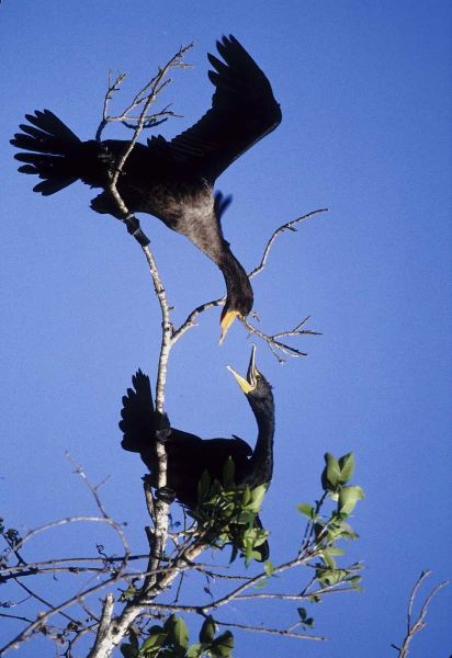 FL, Double-crested cormorants interact in tree
